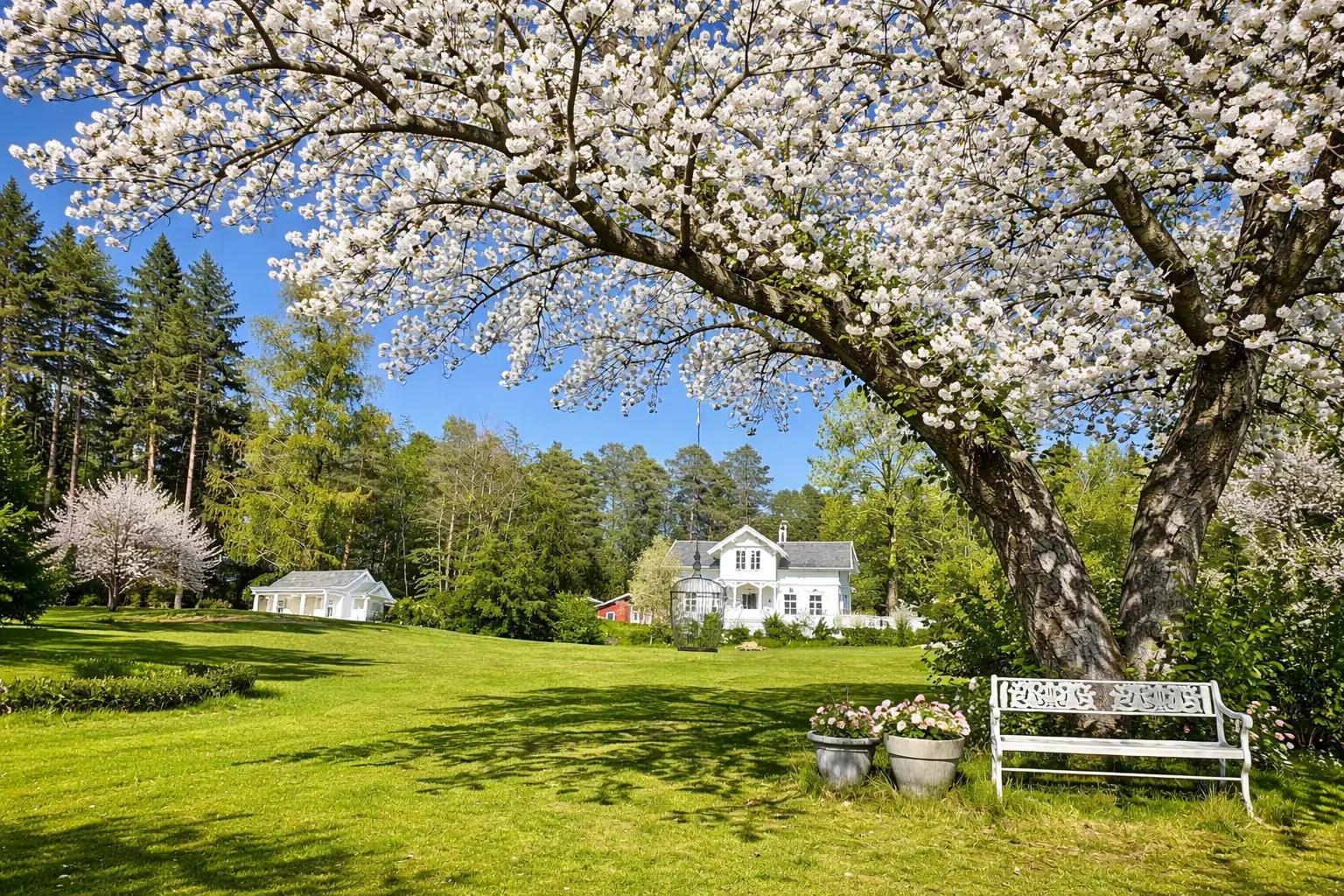Blomstrende tre med hvite blomster over grønn plen foran en hvit villa
